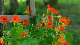 How to Grow Nasturtium [upl. by Aitnuahs]