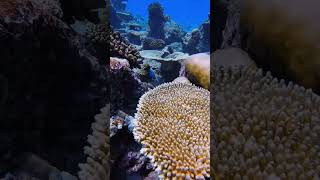 Pufferreef diving live thailand travel beach scubadiving [upl. by Anailuig]