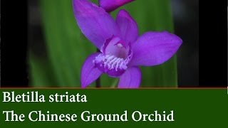 How to Divide and Propagate Bletilla striata  Chinese Ground Orchid [upl. by Lazaruk]