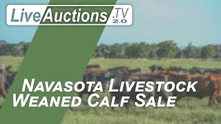 Navasota Livestock Weaned Calf Sale [upl. by Loutitia785]