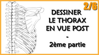 ANATOMIE  LE THORAX EN VUE POST  2 Hémithorax et scapula [upl. by Shull]