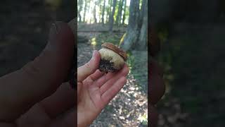 pekný dubák boletus reticulatus [upl. by Linskey]