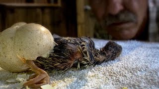 Wild Turkeys Imprinting on a Human  BBC Earth [upl. by Aynodal]