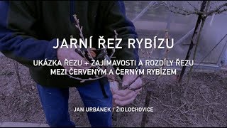 Jarní řez rybízu – ukázka řezu a zajímavosti [upl. by Kraul567]