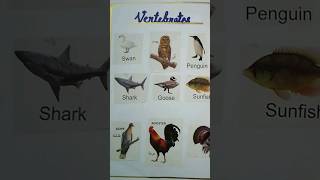 Vertebrates amp Invertebrates Chart for Classroom 🌸 biology science class shorts [upl. by Peednas123]