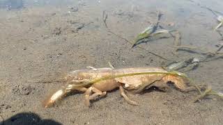 Ghost shrimp Clamming on Willapa Bay Washington [upl. by Nilved]