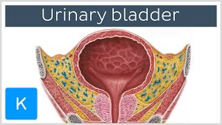 Urinary bladder function blood supply and innervation  Human Anatomy  Kenhub [upl. by Gillead]