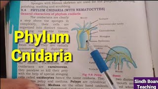 Phylum Cnidaria XI Biology [upl. by Anivid]