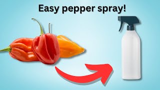 Natural Habanero Pepper spray diy spray [upl. by Canotas]