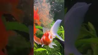 Fantail Goldfish Eating Daphnia [upl. by Acquah]