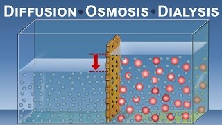 Diffusion Osmosis and Dialysis IQOGCSIC [upl. by Odnama]