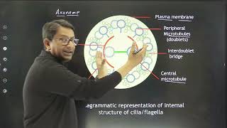 Section of ciliaflagella showing different parts Diagrammatic representation of internal structure [upl. by Raphael]