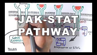 JAKSTAT Signalling Pathway [upl. by Schofield]