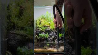 PALUDARIUM MAINTENANCE paludarium aquarium aquatic terrarium [upl. by Adnolaj]