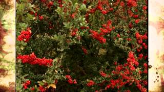 Pyracantha [upl. by Engleman]