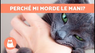 Perché i GATTI MORDONO LE MANI 🐱✋🏻 5 Motivi [upl. by Peggi128]