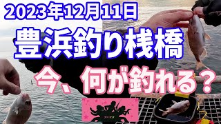 【豊浜釣り桟橋】12月に釣れている魚は？！ [upl. by Jessalin754]