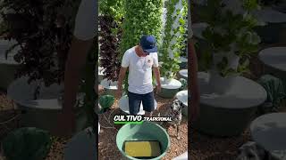 Hidroponia desde cero cultivarencasa jardin cultivaencasa plantas cultivoshidroponicos [upl. by Yorgos]