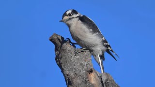 Dryobates pubescens DOWNY WOODPECKER foraging flying 9086155 [upl. by Ladiv553]