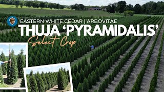 Select Crop Thuja Pyramidalis Pyramidal Eastern White Cedar or Pyramidal American Arborvitae [upl. by Jacinda]