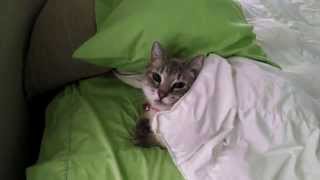 Cat Tucks Herself In to Bed [upl. by Frentz]