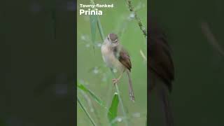 Tawnyflanked Prinia  Prinia subflava  Western Ghats  Nikon Z6III  180 600 zoom Lens [upl. by Ann]