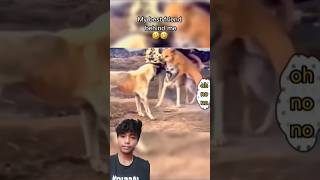 dog vs dog real fight video 😂  dog funny dogfights comedy funniestvideo funnyface gagreel [upl. by Ilhsa]