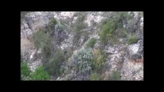 Desert Bighorn Sheep on the Hualapai Reservation 2015 [upl. by Gretel]