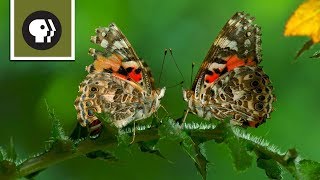 The Remarkable Way that Butterflies Mate [upl. by Eitac]