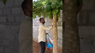 Organic Papaya…trending youtubeshorts viralshorts ytshorts shorts [upl. by Aurelia]