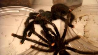 Avicularia Avicularia Pinktoe Tarantula Mating Attempt 1  10202013 [upl. by Mathur]