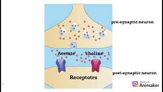 Acetylcholinesterase enzyme  A brief overview [upl. by Bronson]