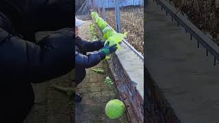 Harvesting process of cabbage grown on brick floor [upl. by Eikcid275]