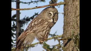 lappuggla  great grey owl  strix nebulosa [upl. by Eesak]