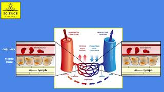 BLOOD VESSELS AND TISSUE FLUID [upl. by Eidoc]