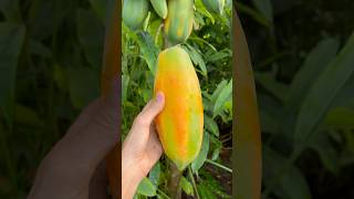 Papaya Harvest ASMR 🔊💗 farm food nature [upl. by Vonnie]