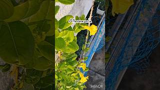 Allamanda plant care 🌼 अलामांडा प्लांट allamanda alamanda flowers floweringplants shorts [upl. by Odradlig575]