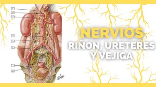 ✅NERVIOS DE LOS RIÑONES URETERES Y VEJIGA  Anatomia en Enfermeria [upl. by Eninaj629]