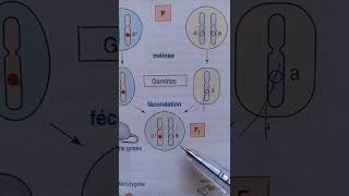 homozygote et heterozygote [upl. by Aneba]