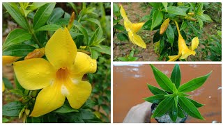 Allamanda flowers Care  How To Grow Allamanda Plant From Cuttings [upl. by Siffre]