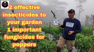 2 effective insecticides 1 important fungicides for peppersgardengardeningtips [upl. by Faxon123]