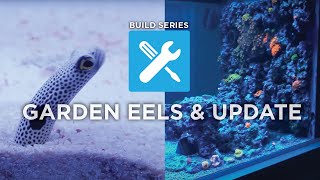 Ep 20  Build Series Garden Eels amp Tank Update [upl. by Ecirual]