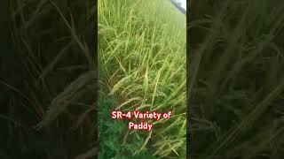 Paddy Variety [upl. by Drisko]