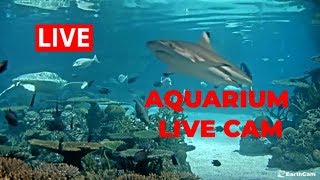 Live Aquarium Webcam [upl. by Kcirdneked]