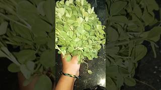 Benefits and side effects of Fenugreek leaves menthi koora menthipappu shortvidoes [upl. by Dyanne95]