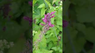 A busy Common Carder Bee a bumblebee feeding on Hedge Woundwort [upl. by Nnylylloh]