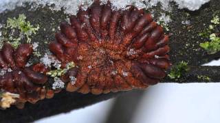 Trollhand Hypocreopsis lichenoides 2009  2011 2wmv [upl. by Shaughn]