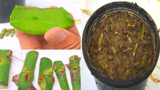 Most successful and easiest way to grow rose  grow rose easy and fast with aloe vera  rose [upl. by Noivaz]