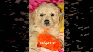 Copper State Golden Retrievers  Independence Litter  6 weeks oldwmv [upl. by Nlocnil]