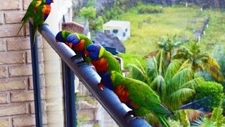 Rainbow Lorikeet Parrots  Australia Bird  Short Documentary [upl. by Melc790]